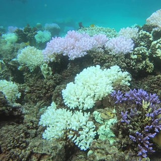 Mehrere bunte Korallenriffe.