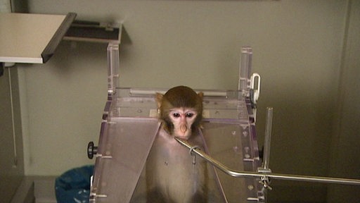 Ein Affe im Tierversuch der Uni Bremen. 