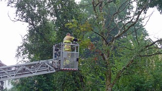 Ein Feuerwehrmann der Feuerwehr Bremen sägt den Ast eines Baums ab