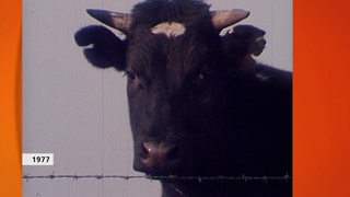schwarz-weiße Kuh