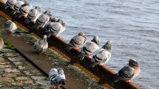 Tauben sitzen am Weserufer in Bremen-Vegesack.