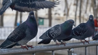 Tauben sitzen in einer Stadt auf einem Brückengeländer (Symbolbild)