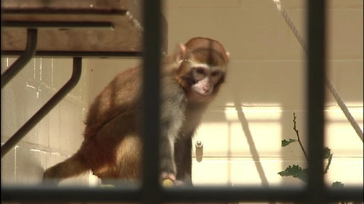 Ein Affe, der in einem Käfig gefangen ist.