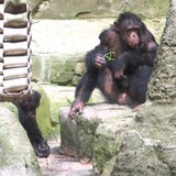 Ein Affe sitzt auf einem Stein.