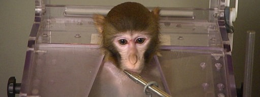 Ein kleiner Affe bei einem Hirnforschungsexperiment.