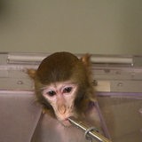 Ein Affe in einem Tierversuch für die Forschung der Universität Bremen. 