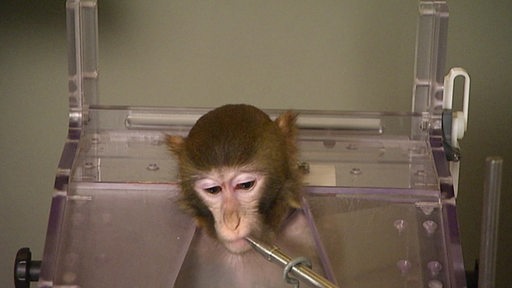 Zu sehen ist ein Affe, an welchem Experimente durchgeführt werden.