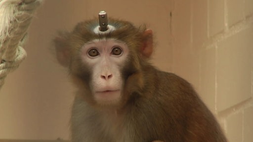 Ein Affe mit einem Stück Metall im Kopf