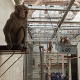 Makaken in ihrem Gehege am Institut für Hirnforschung der Universität Bremen.