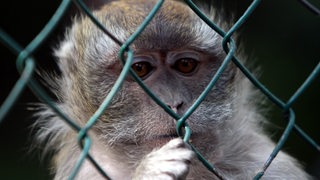 Eine Affe sitzt hinter einem Zaun.