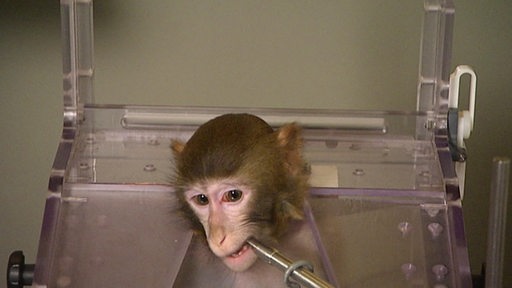 Ein Affe welches für Affenversuche eingesperrt wurde. 