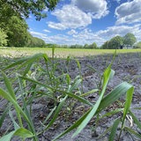 Ein trockener Acker in Niedersachsen