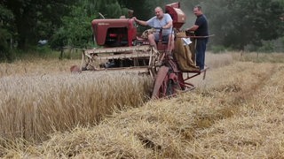 Zwei Oldtimer-Freunde sitzen auf einer alten Landmaschine und ackern Getreide. 