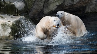 Zwei Eisbären schwimmen durchs Wasser.
