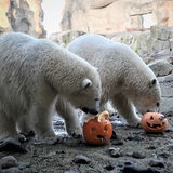 Zwei Eisbären gucken auf zwei Kürbisse.