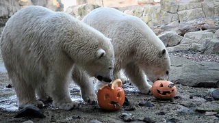 Zwei Eisbären gucken auf zwei Kürbisse.