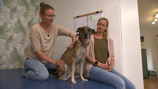 Die Physiotherapeutin und Osteopathin löst die Verspannungen eines Hundes. 