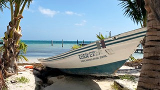 Ein Boot liegt am Strand von Caye Caulker zwischen Palmen