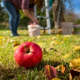 In einem Garten liegen im Vordergrund schöne rote Äpfel im Gras. Eine Frau sammelt Äpfel in einem Eimer. 