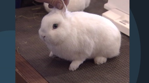 Ein weißes Kaninchen wird an den Ohren festgehalten.
