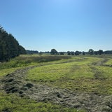 Blick auf eine abgemähte Wiese nahe des Fundeortes einer Kinderleiche im Landkreis Stade.