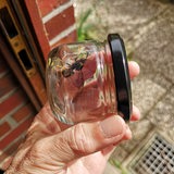 Eine Hornisse ist in einem Marmeladenglas gefangen.