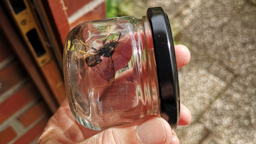 Eine Hornisse ist in einem Marmeladenglas gefangen.
