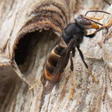 Eine Asiatische Hornisse sitzt auf ihrem Nest.