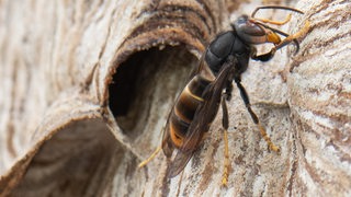 Eine Asiatische Hornisse sitzt auf ihrem Nest.
