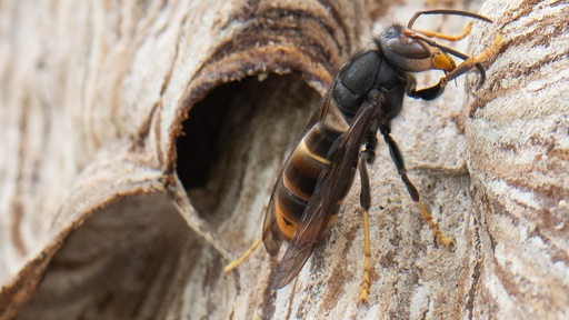 Eine Asiatische Hornisse sitzt auf ihrem Nest.