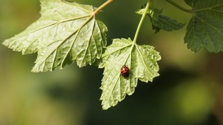 Der asiatische Harlekin-Marienkäfer auf der Unterseite eines grünen Blattes. 