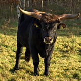 Rind steht auf einer Weide