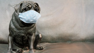 Ein Mops aus Stein mit Maske
