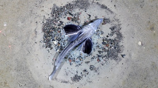 Ein Fischnest auf dem antarktischen Meeresboden. Auf dem Nest sitzt ein Fisch.