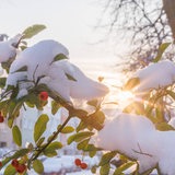 Auf dem Ast eines Baumes liegt Schnee.