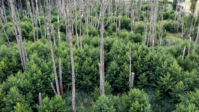 Abgestorbene Bäume in einem Waldgebiet