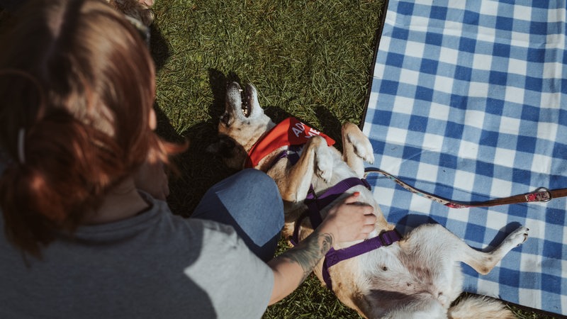 Eine Frau krault einen Hund bei einem "Bark Date" am Bauch.