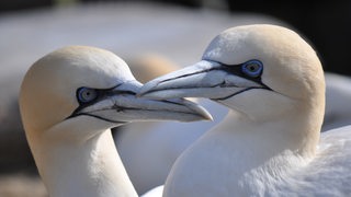 Zwei Basstölpel stecken die Köpfe zusammen.