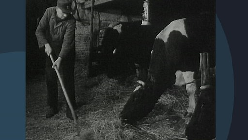 Ein altes schwarz-weiß Bild von einem Bauern im Kuhstall der den Kühen Heu vorlegt.