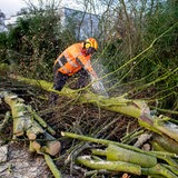 Ein Arbeiter zersägt einen Baum mit einer Kettensäge. Er trägt eine orangene Schutzjacke, um ihn herum fliegen Sägespäne.