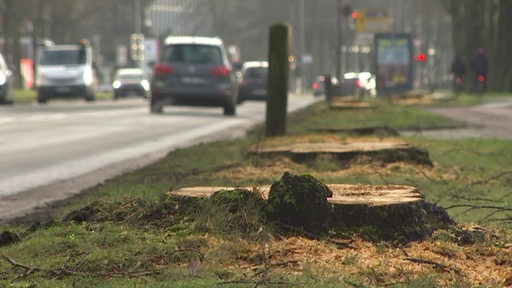 Eine Reihe gefällter Bäume entlang einer stark befahrenen Bundesstrasse.