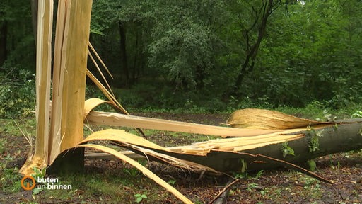 Ein zerstörter Baum.