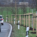 Neue Bäume wurden an einer Ausfallstraße gepflanzt.