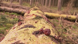 Ein umgefallener Baumstamm in einem Wald.