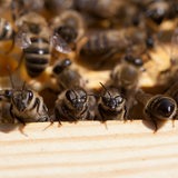 Honigbienen