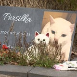 Ein Grabstein mit einer weißen Katze und eine kleine Katzenstatue vor dem Grabstein.