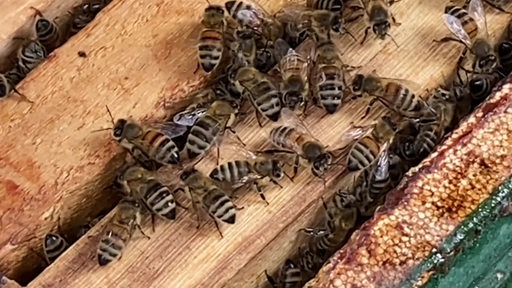 Viele Bienen auf dem Weg zu ihren Honigwaben.