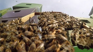 Bienenvolk Imker