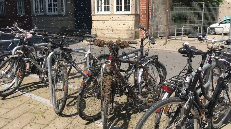 Darum lassen sich Tausende Bienen auf einem Fahrrad nieder
