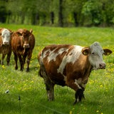 Weideaustrieb auf einem Biohof, Limousin-Rind und Fleckvieh (vorne) auf der Weide in Bremen.